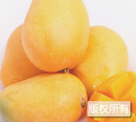 芒香源芒果