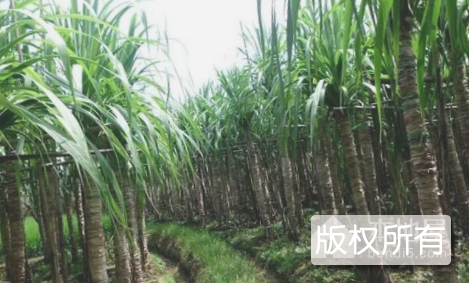 木格白玉蔗