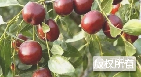新郑大枣