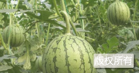 海宁西瓜