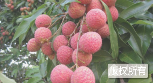 钦北黑叶荔