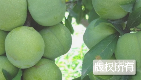 达州脆李