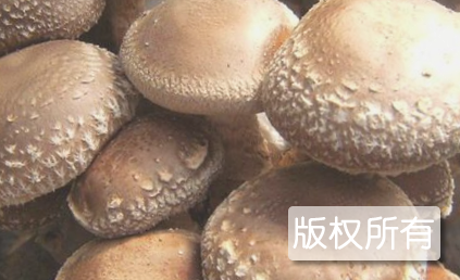 新宁香菇