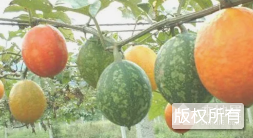 苍溪瓜蒌