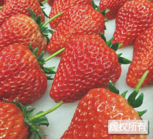 寿县草莓