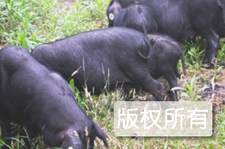 巴山猪
