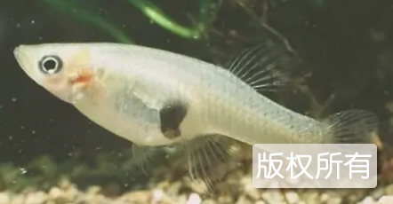 江口青鳙