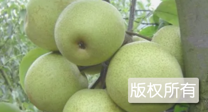 里高青花梨