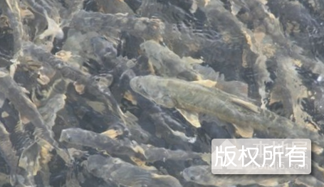 马山红水河鱼