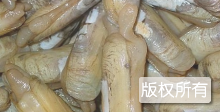 东厦缢蛏