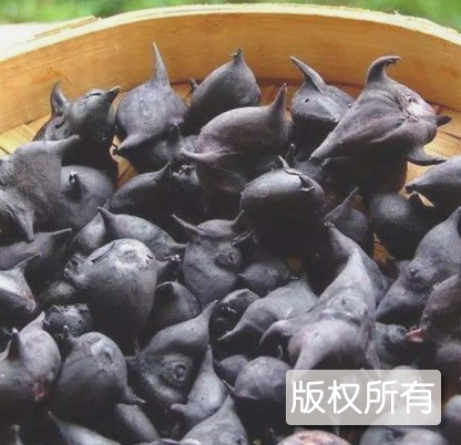 仙桃菱角