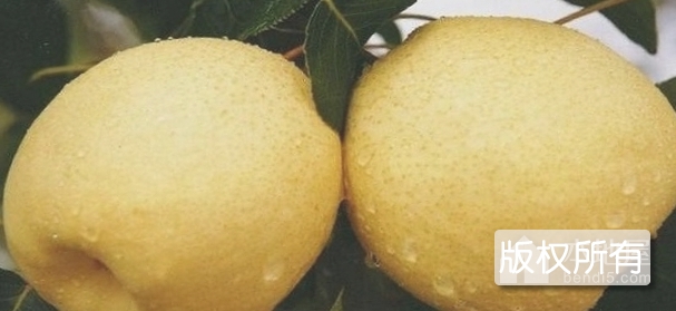 抚宁梨