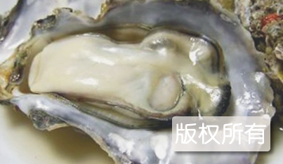 老河口牡蛎