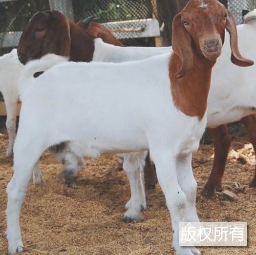 岗巴羊