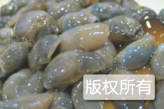 马目泥螺