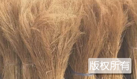 油炸扫把草