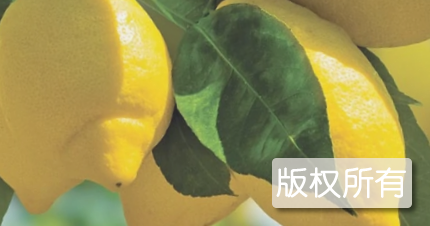 大英白柠檬