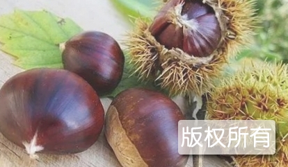 柞水大红栗
