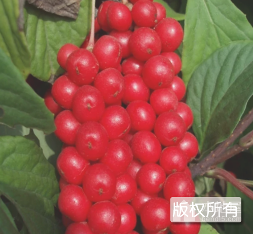 伊春特产北五味子