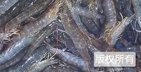 小虎麻虾