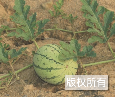 东郭镇西瓜