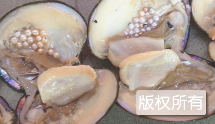 龙宫水晶蚌
