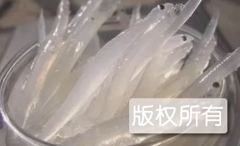 徐家河银鱼