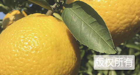 苍梧砂糖桔