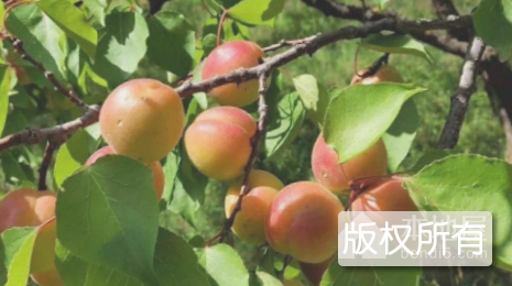 灵台牛心杏