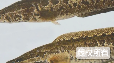 虎山乌鱼