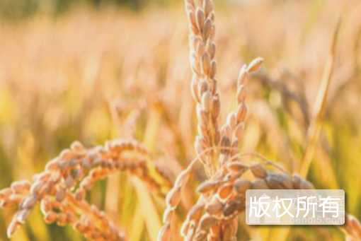 肇东水稻
