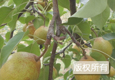 大尖把梨