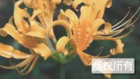 新县石蒜