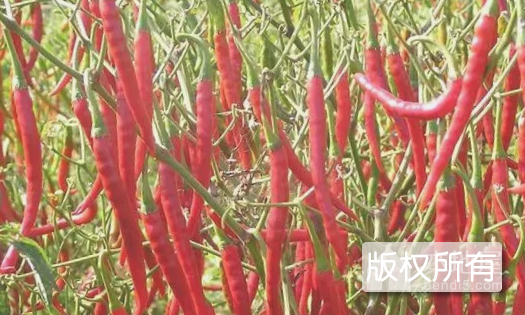 福顺辣椒