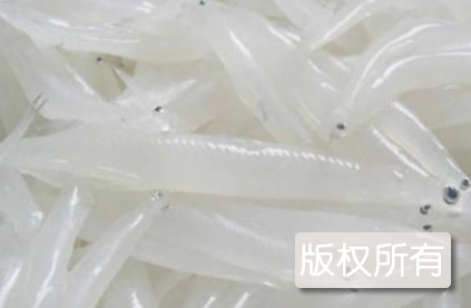 霍邱银鱼