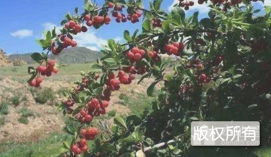 桦甸山果