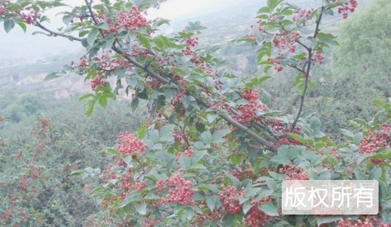 山城花椒
