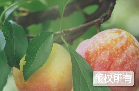 八步三华李
