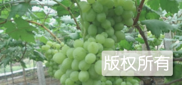 璧山葡萄