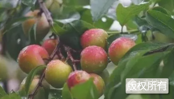 百色牛心李