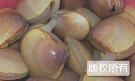 西施舌