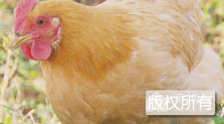 贺州三黄鸡