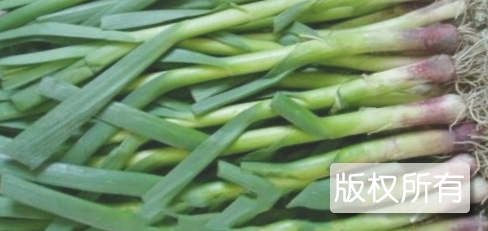 榆中蒜苗