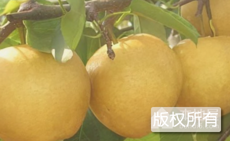 老河口砂梨