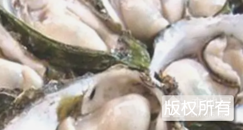 生蚝