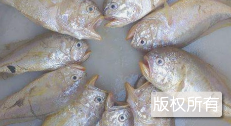 华容大湖胖头鱼