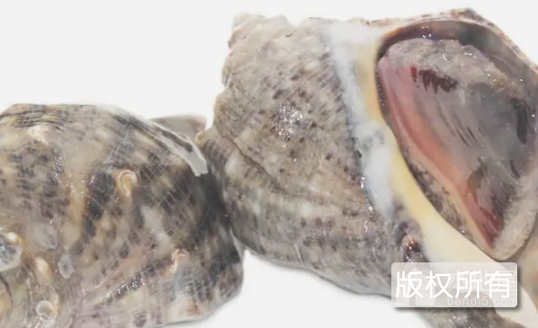 旅顺脉红螺