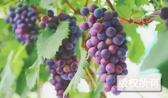 施泉葡萄