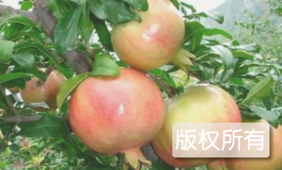 淮北石榴