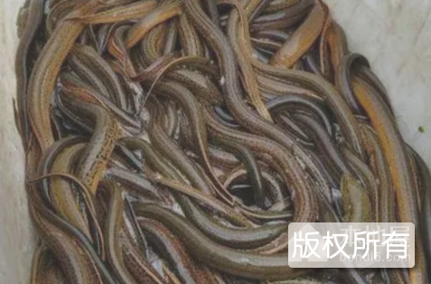 监利黄鳝